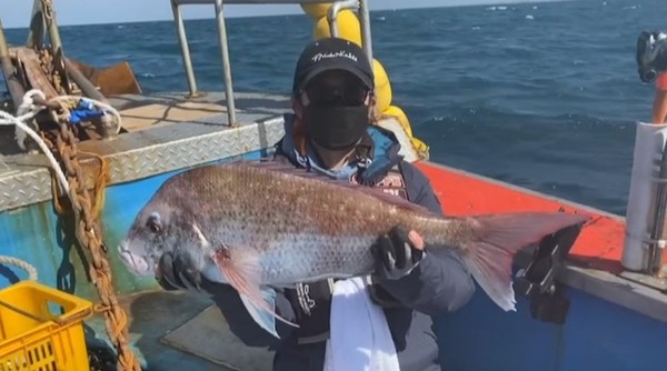 여성조사님 제주 앞바다에서 바다의 미녀 76참돔 히트!