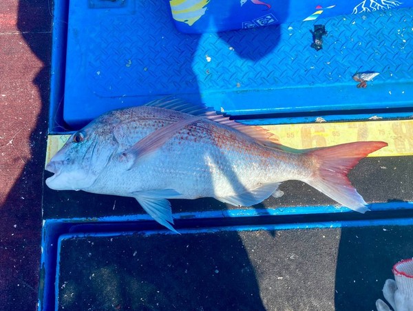 제주시 비양도 / 76cm 참돔