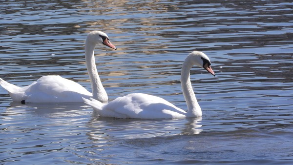 야생동물 이미지. (출처=pixabay)