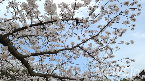 제주 벗꽃여행, 제주대학 아라동 캠퍼스(사진 영상 = 졍경호 기자)