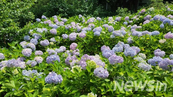한라수목원 수국
