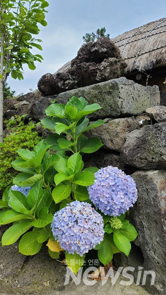 돌담사이에 자리잡은 수국 꽃송이