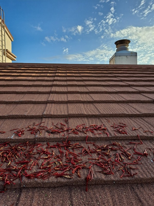 사진=[김선복 논설위원]