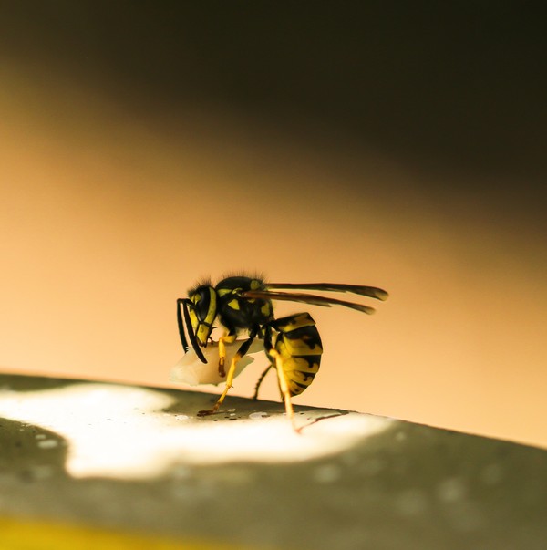 벌 (사진 출처 = pixabay)