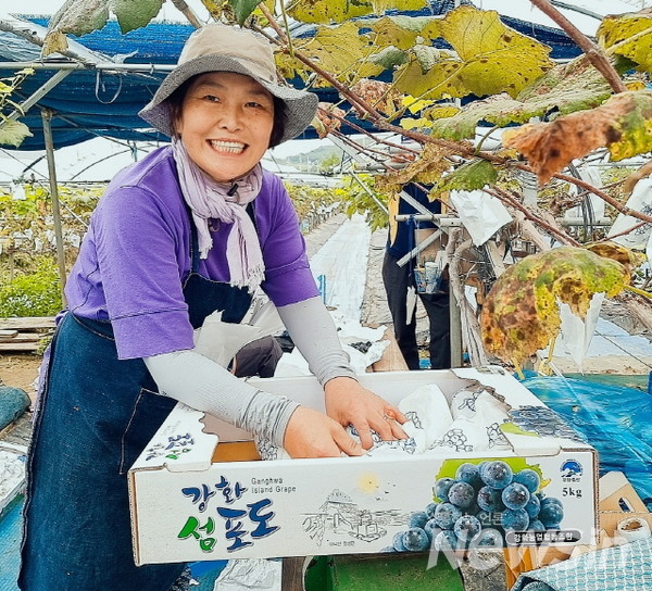강화평화포도밭 주인장이 흐믓해 하고 있다(사진=정경호 기자)