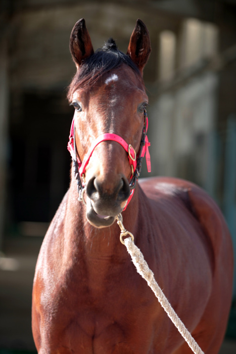 부경 스타마 아름다운질주