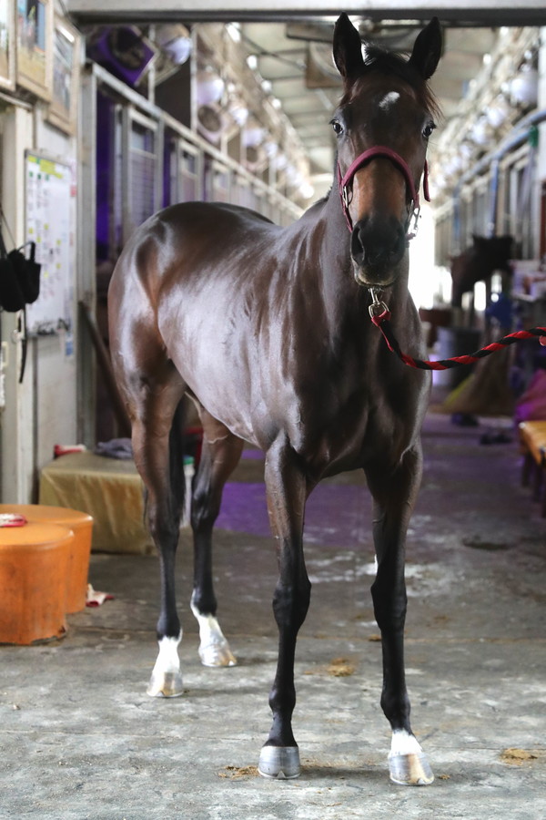 문화일보배_벤칼프린세스