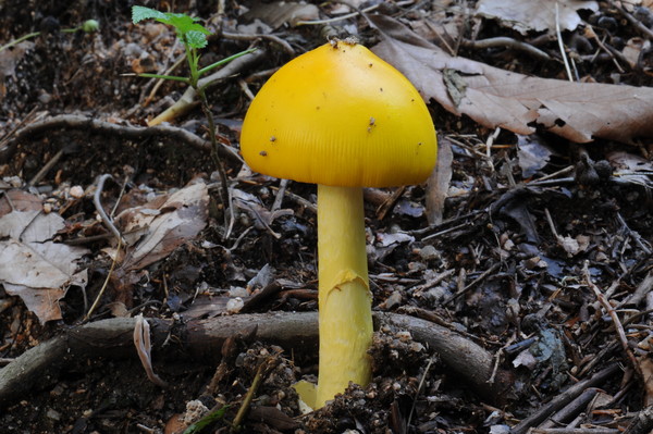 노란달걀버섯 (사진 = 산림청 제공)