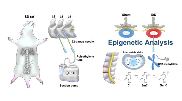 [사진설명] 연구진은 동물모델을 활용해 퇴행성 질환의 원인을 후성유전학에서 찾고 유전자 발현 변화를 입증했다.
