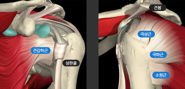 회전근개 이미지