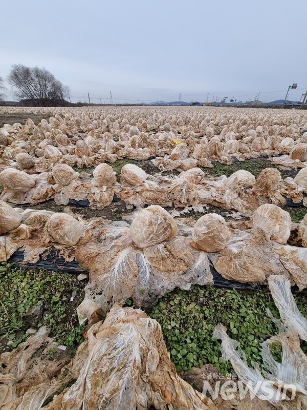 배추농사가 풍년이었는데 수확해 가는 이가 없는 배추가 한파에 고스란히 얼어있다.