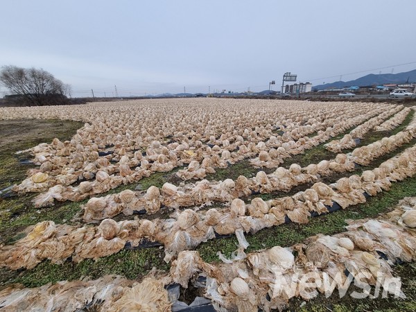 수확하지 못한 배추가 도로변 밭에서 얼어있다.