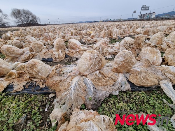 충남 예산군 신례원읍 도로가에 수확하지 못한 배추가 그대로 있다.