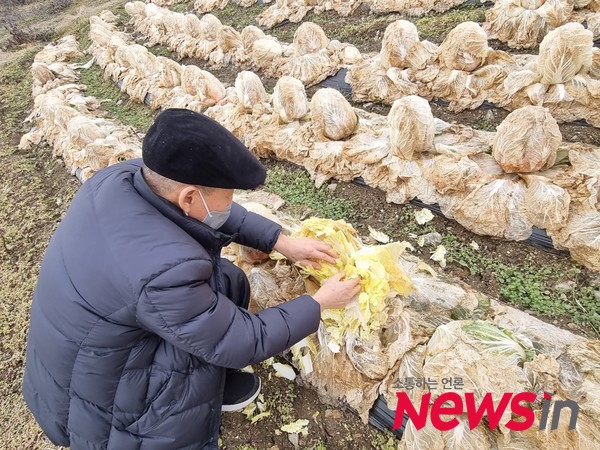 얼어 있는 배추도 얼마전까지는 맛있는 알배기를 갖고 있었을 것이다. 농사를 지어 본 농부였기에 배추밭의 배추가 자식 같다는 어르신이 지나가는 길에 언 배추를 보며 안쓰러운 마음을 전한다.