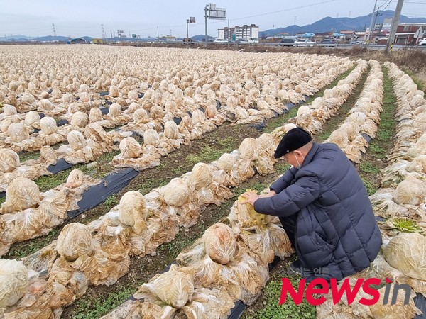 농사짓던 농부를 어렴풋이 알고 있다는 이웃 주민이 배추 한포기를 갈라보고 있다.