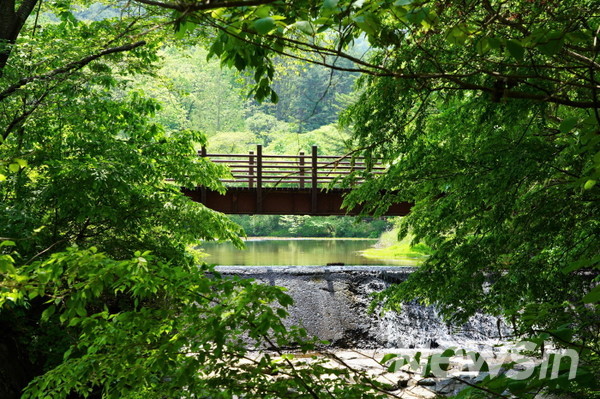 수목원 뒷편에 있는 육림호는 벚꽃시즌에는 최고의 명소이다.