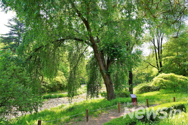 가장 부지런한 큰키나무 '귀룽나무' 3월 중순부터 새순을 틔운다.