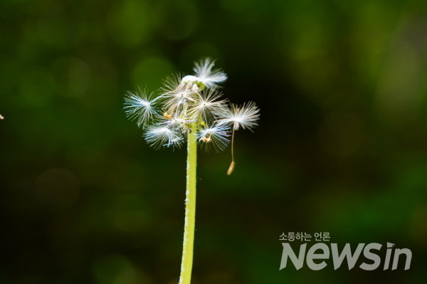 민들레 홀씨가 바람에 휘날리는 모습도 정겹기만 하다.