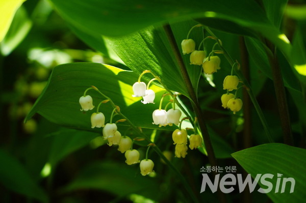 작은 종을 닮은 꽃 '은방울꽃'