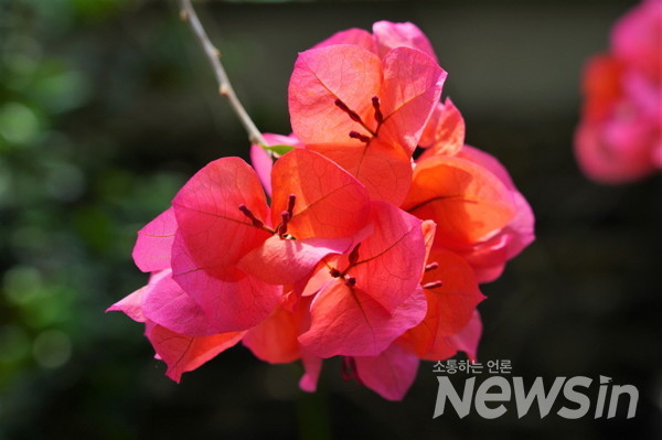 조화같지만 색깔이 너무나 아름다운 '부겐빌레아.
