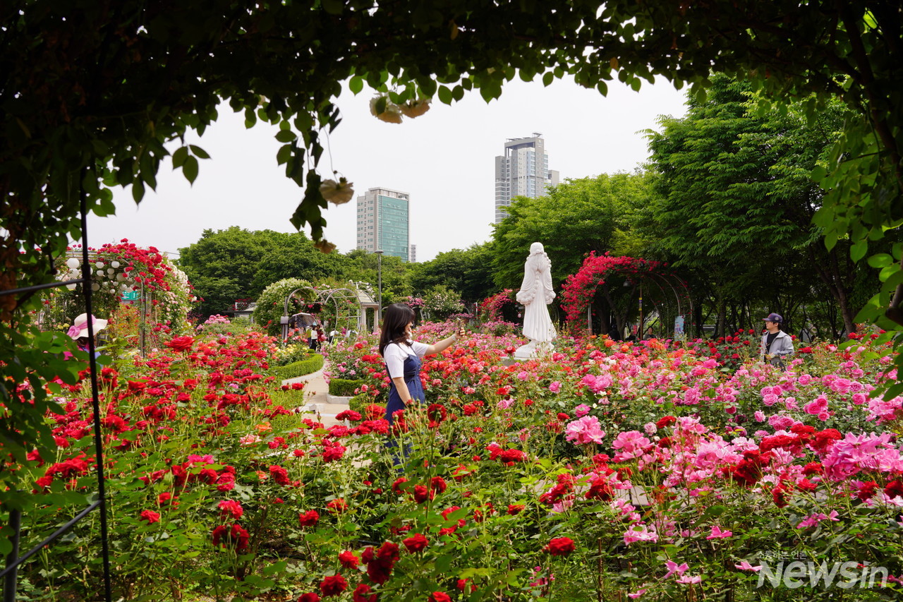 중랑장미공원에서 가장 인기가 있는 포토존에서 셀카를 찍고 있다(사진=오병철 기자)