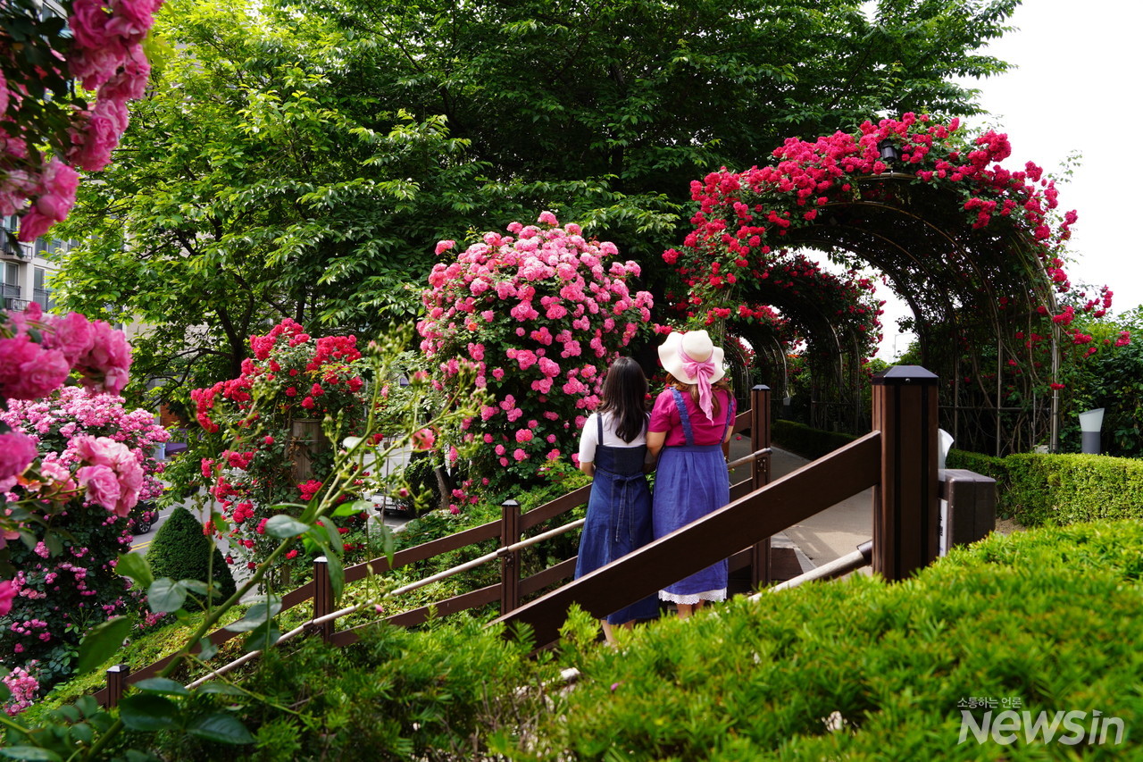 모녀지간에 장미를 구경하는 모습이 참으로 아름답다