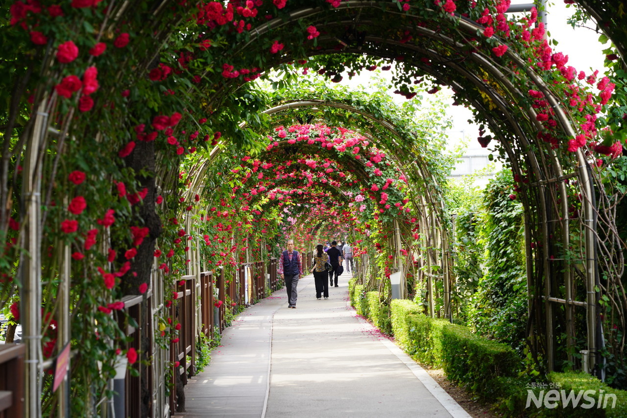 장미터널을 걷는 인파가 몰려 한참을 기다리다 조금 한가한 틈을 타서 한컷