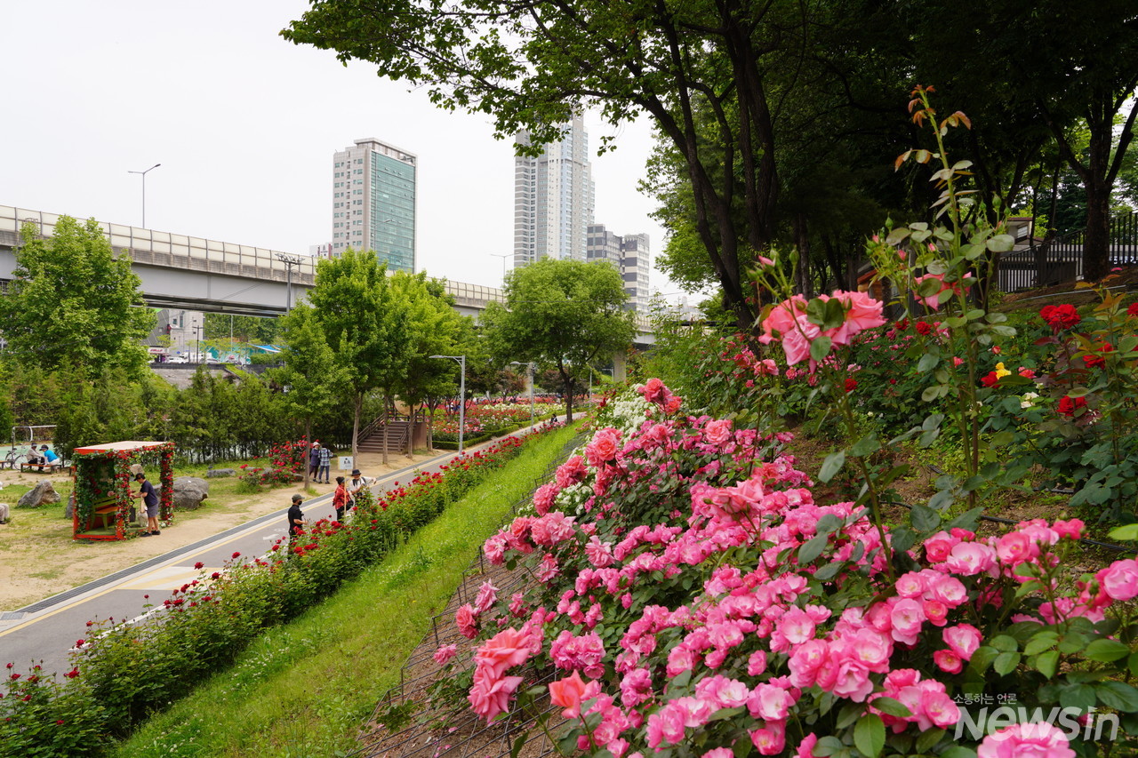 중랑천변은 핑크와 빨강 장미 천국이다