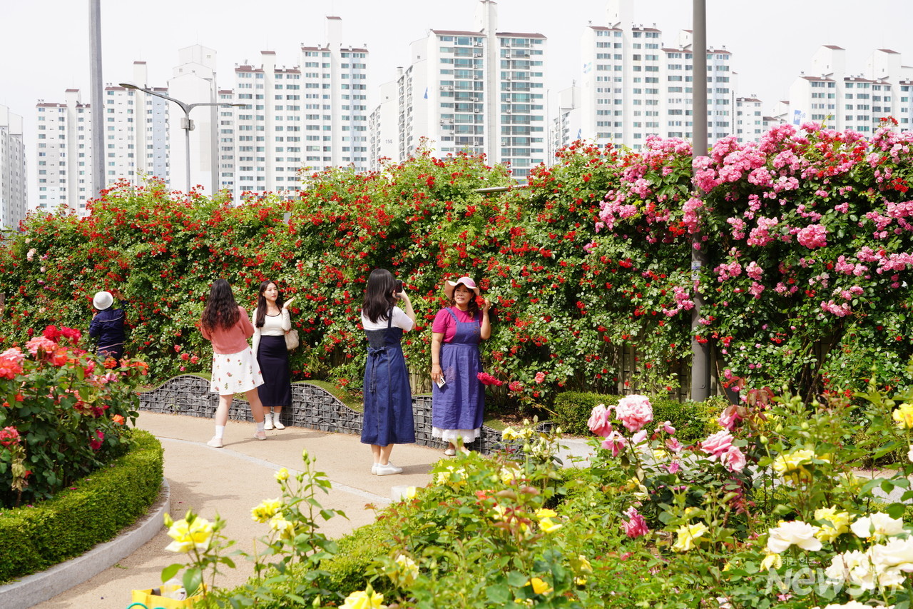 장미꽃밭에서 기념사진 찍는 사람들의 모습이 너무나 행복해 보인다