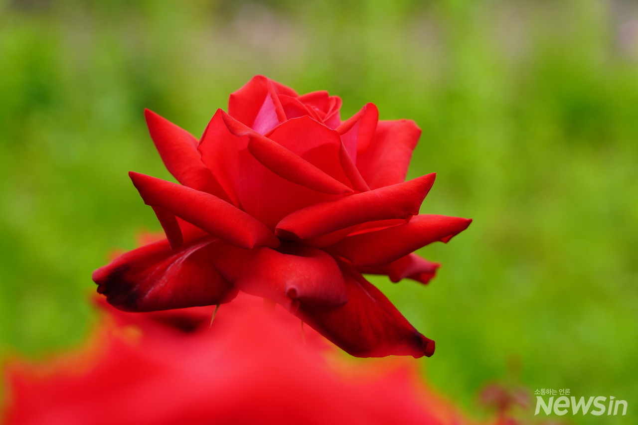 ‘정열적인 사랑’의 꽃말을 간직한 장미가 나를 유혹한다