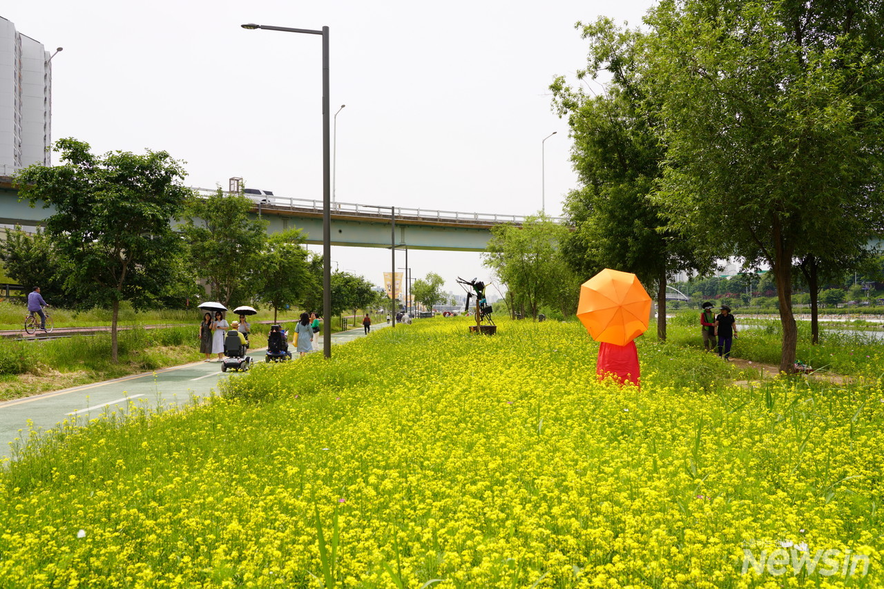 중랑천 둔치에는 유채꽃 노랑물결이 넘실대고 있다