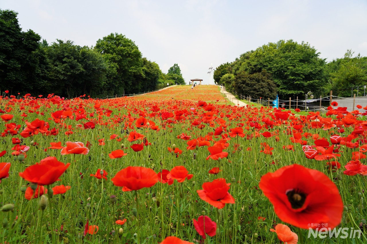 꽃양귀비의 꽃말은 ‘위안’입니다. 살기가 힘든 요즘 꽃을 보면서 내 마음의 위안을 삼는 것도 좋을 것 같아요(사진=오병철 기자)