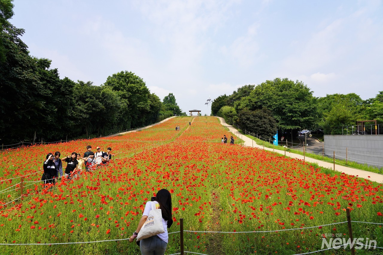 수업이 없는 날이라 꽃구경하러 온 학생들에게 선생님이 폰으로 사진을 담고 있네요