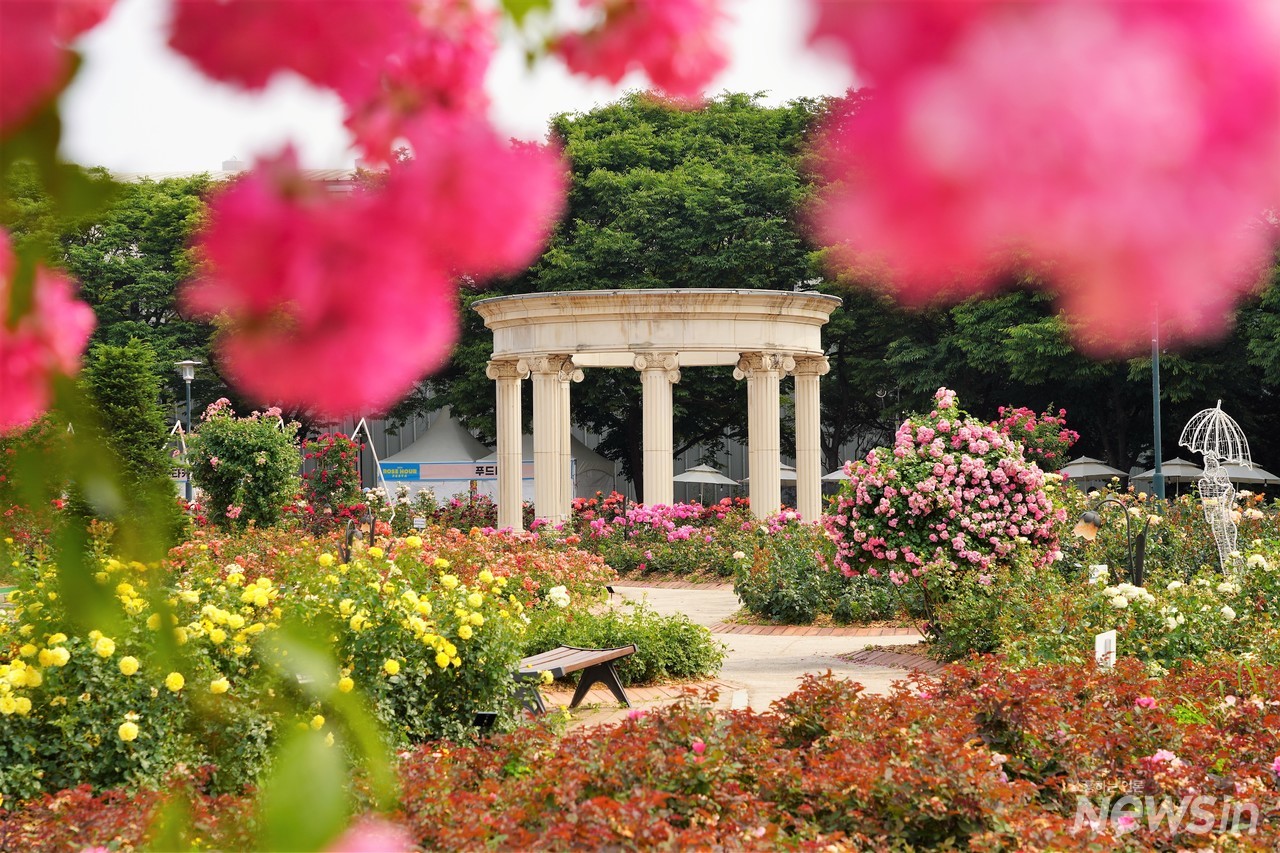 장미정원에는 여러종류의 장미꽃이 어울려 수채화같은 풍경입니다