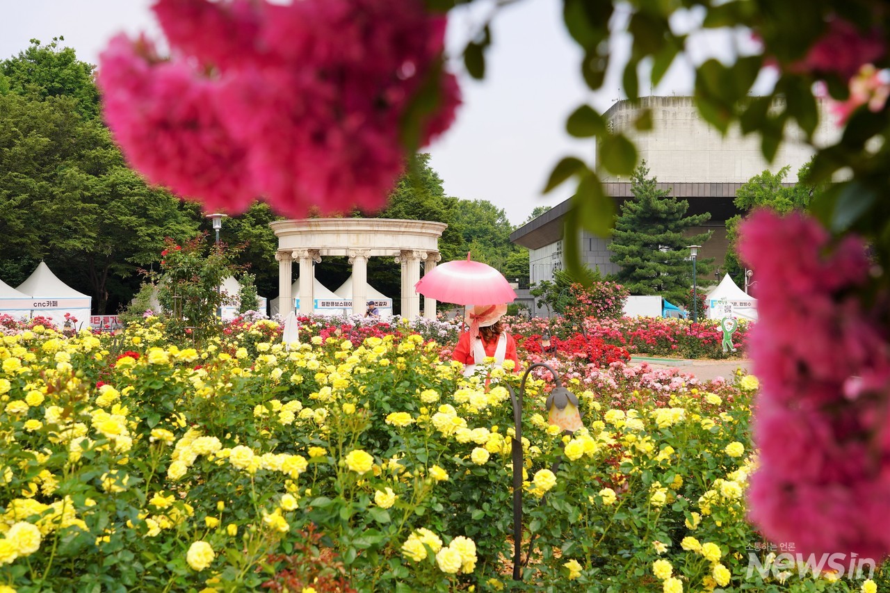핑크빛 양산과 장미정원 풍경이 참 잘 어울려요