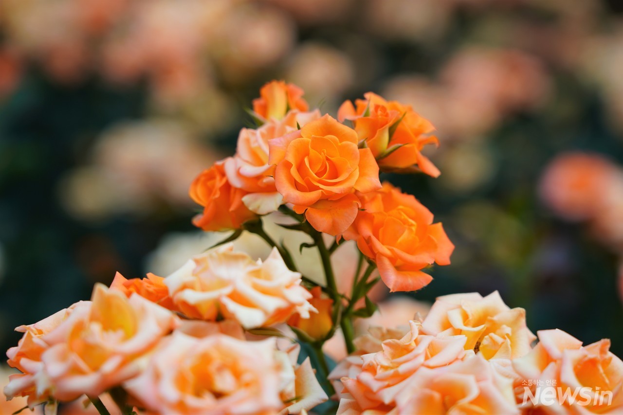 오늘 본 장미중에서 가장 아름다운 장미네요