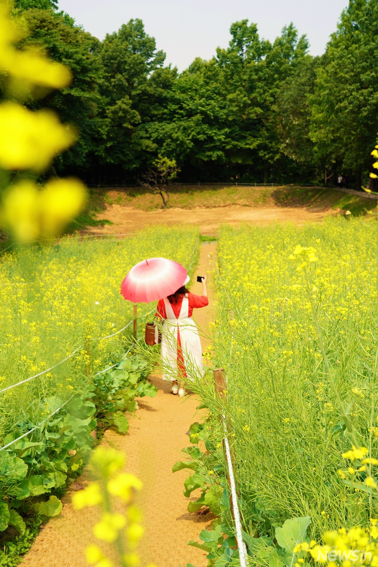 유채꽃밭은 며칠뒤에 절정일 것 같아요
