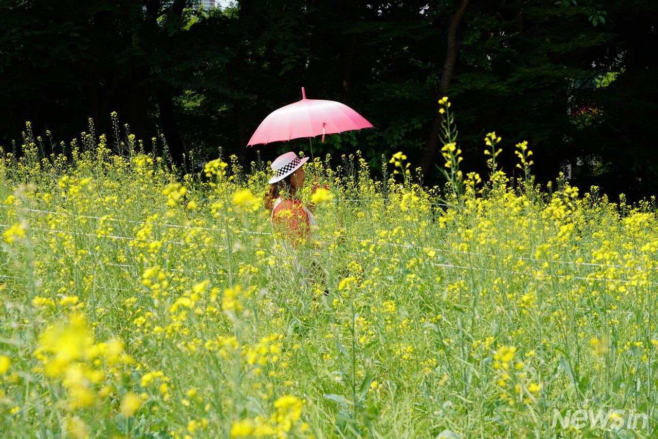 유채꽃밭 사잇길을 걷고 있는 모습도 그림같아요