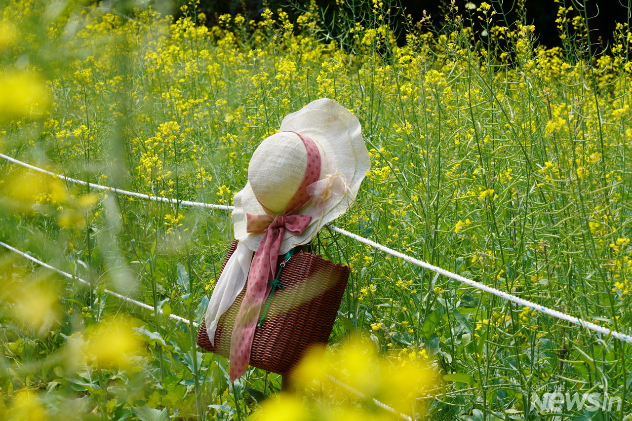 아름다운 모자와 유채꽃이 참 아름답네요