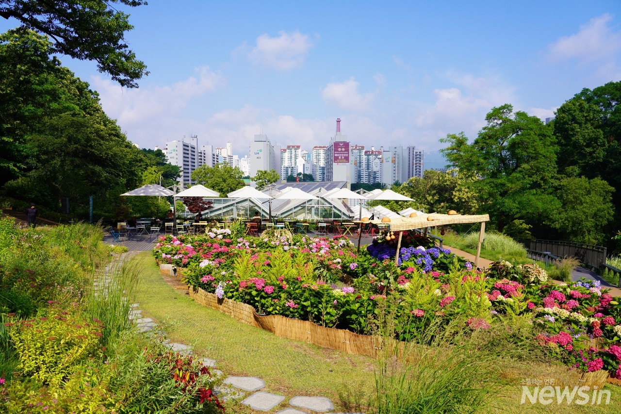 아름다운 수국정원 전경(사진=오병철 기자)