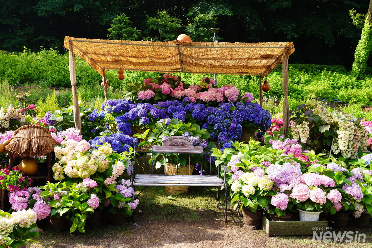 포토존 청수국. 청수국은 그늘을 좋아해서 갈대발을 설치해서 그늘 조성. 운치있게 조롱박을 올려 초가집 연출