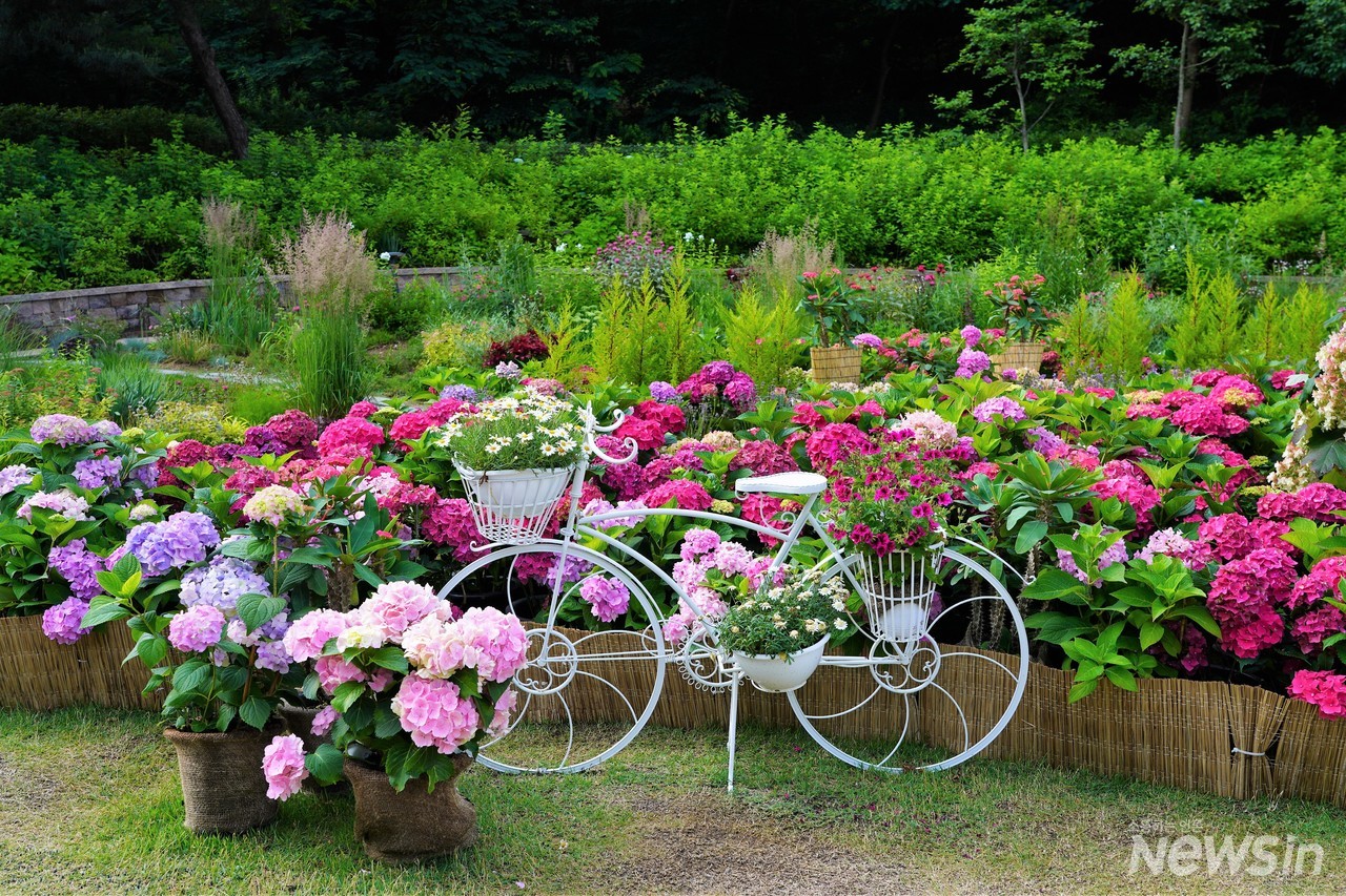 자전거와 베르나 수국의 어우러짐