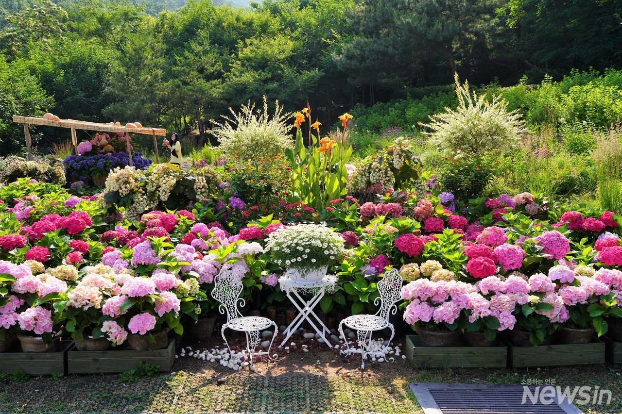 탁자가 있어서 더욱 아름다운 풍경(탁자위 데이지, 셀릭스, 난타나, 앤들레스썸머수국)