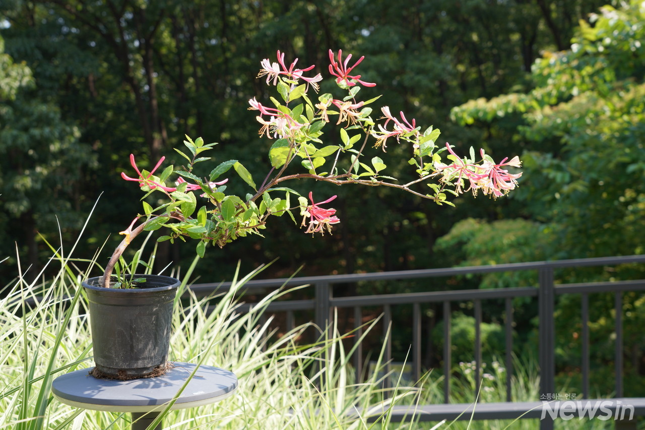 너무나 아름다운 인동 분재