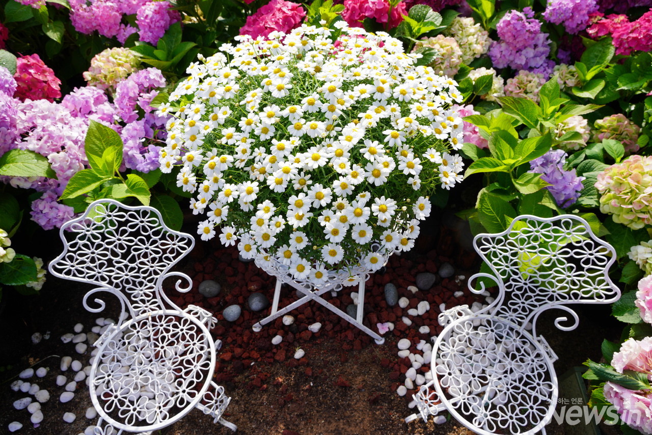 탁자위에 있는 데이지꽃이 최고의 포토존