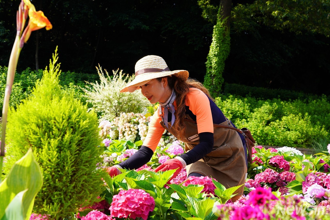 햇볕에 시든 수국잎을 따고 있는 정원전문가