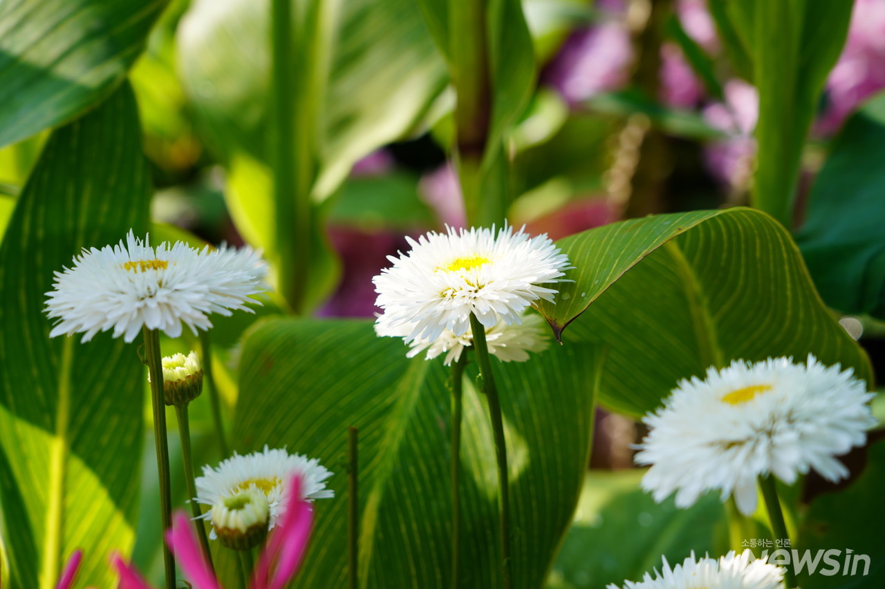 겹샤스타데이지