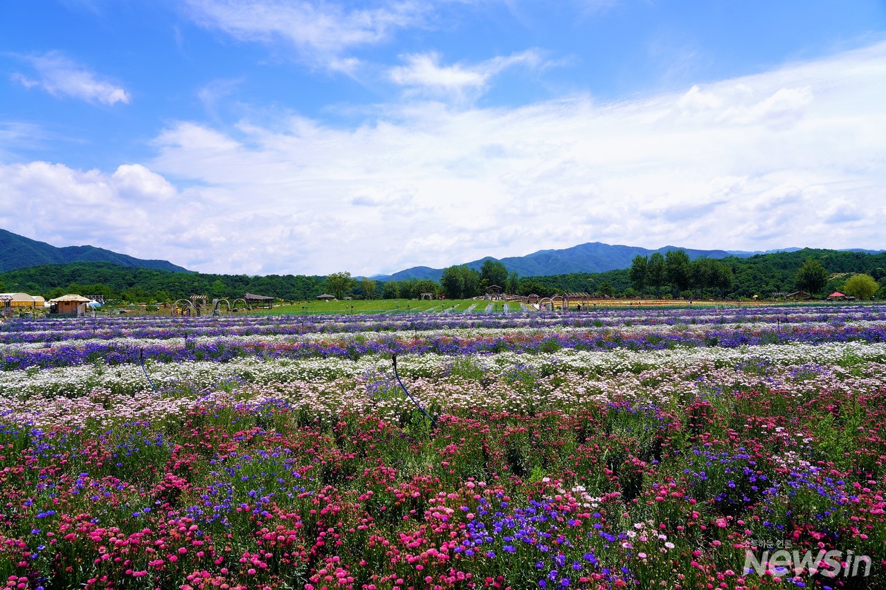 오색 양탄자를 펼쳐놓은 듯한 고석정 꽃밭(사진=오병철 기자)