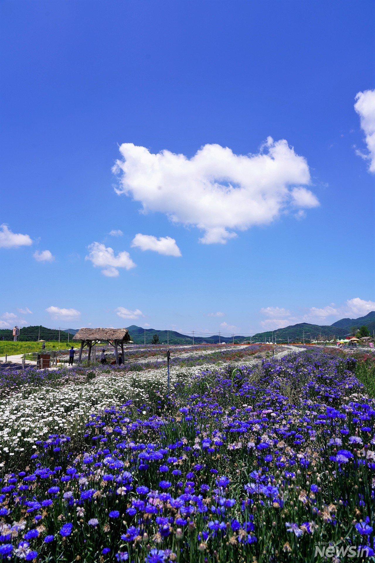 형형색색 꽃밭과 파란하늘이 어우러져 가을같은 풍경이 너무나 아름답다