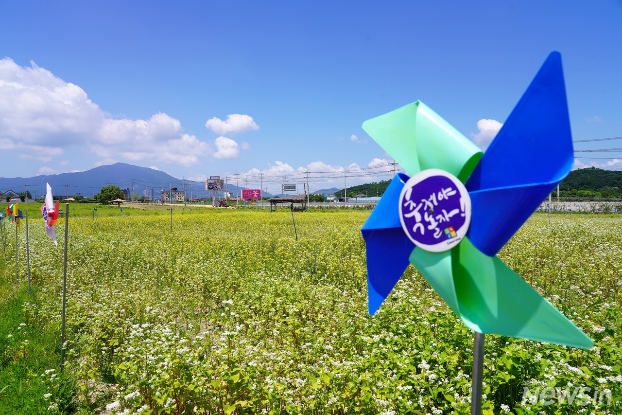 바람개비와 메밀꽃밭 풍경이 그림같다
